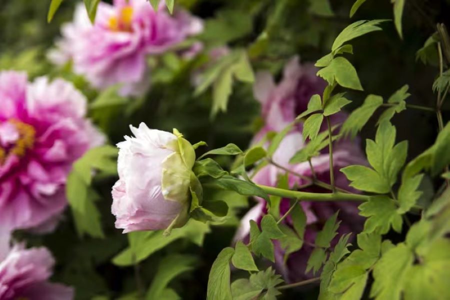 嵩山少林寺、洛阳龙门石窟+开封清明上河园开封府二日游